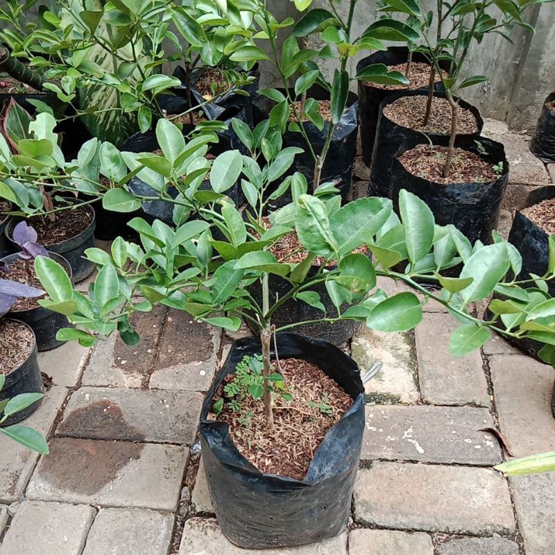 Tanaman Buah Jeruk Nipis, Pohon Jeruk Nipis