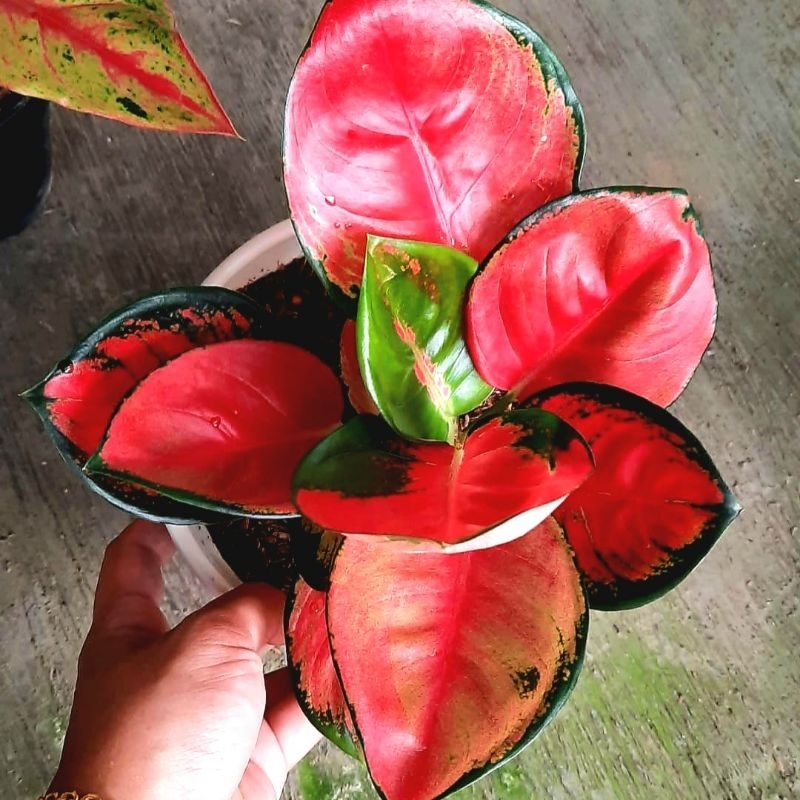Aglonema Suksom Tanaman Hias Bunga Aglaonema Murah Merah BUKAN bonggol bibit - tanaman hias hidup - bunga hidup - bunga aglonema - aglaonema merah - aglonema merah - aglonema murah - aglaonema murah - Dekorasi - dekorasi murah/Cod