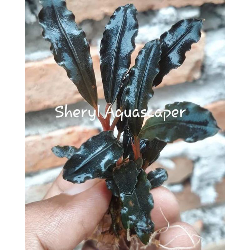 Bucephalandra Brownie Ghost NK Original Tanaman Aquascape