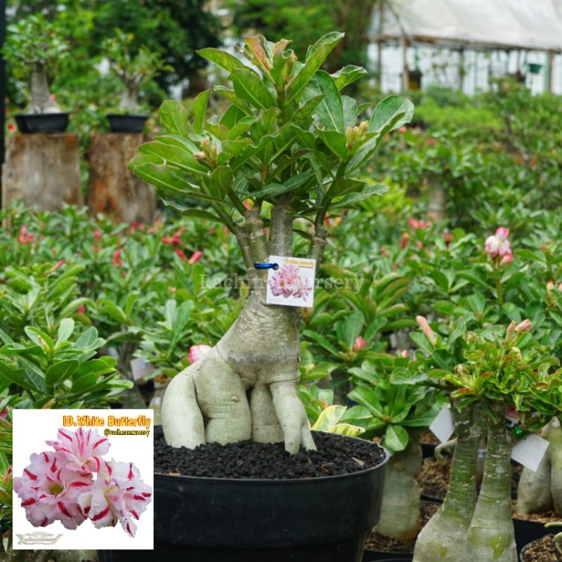 Adenium Bunga Tumpuk Size B