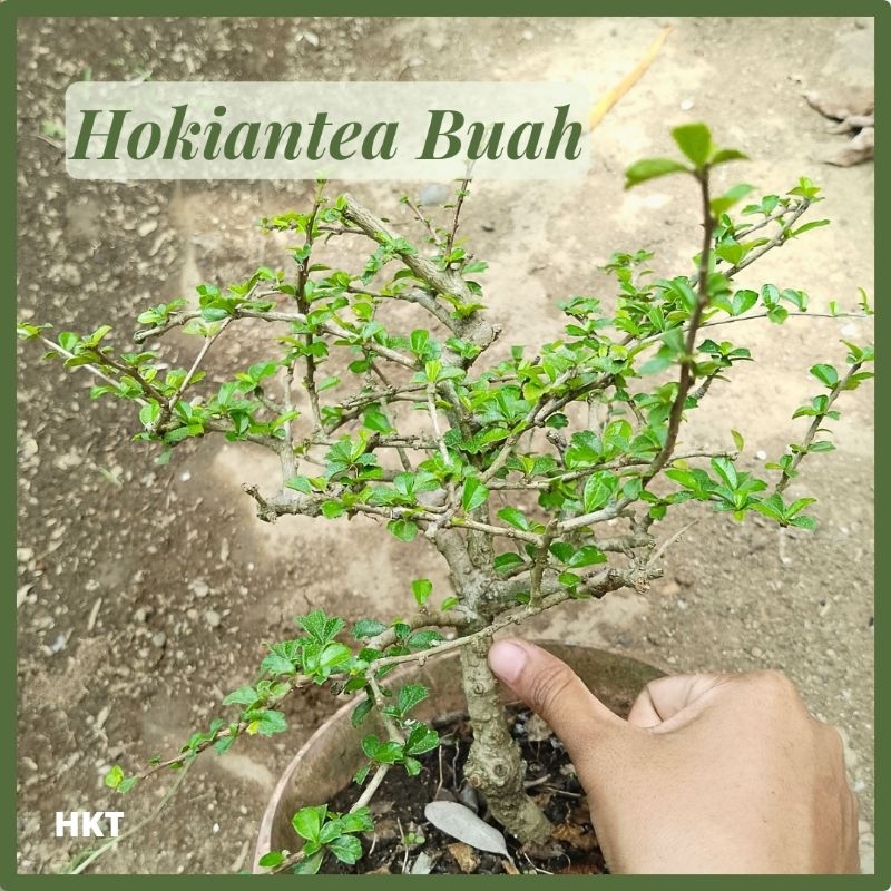 TERHEMAT- Bahan Bonsai Hokiantea Buah, Bibit Hokiantea Mikro Rimbun