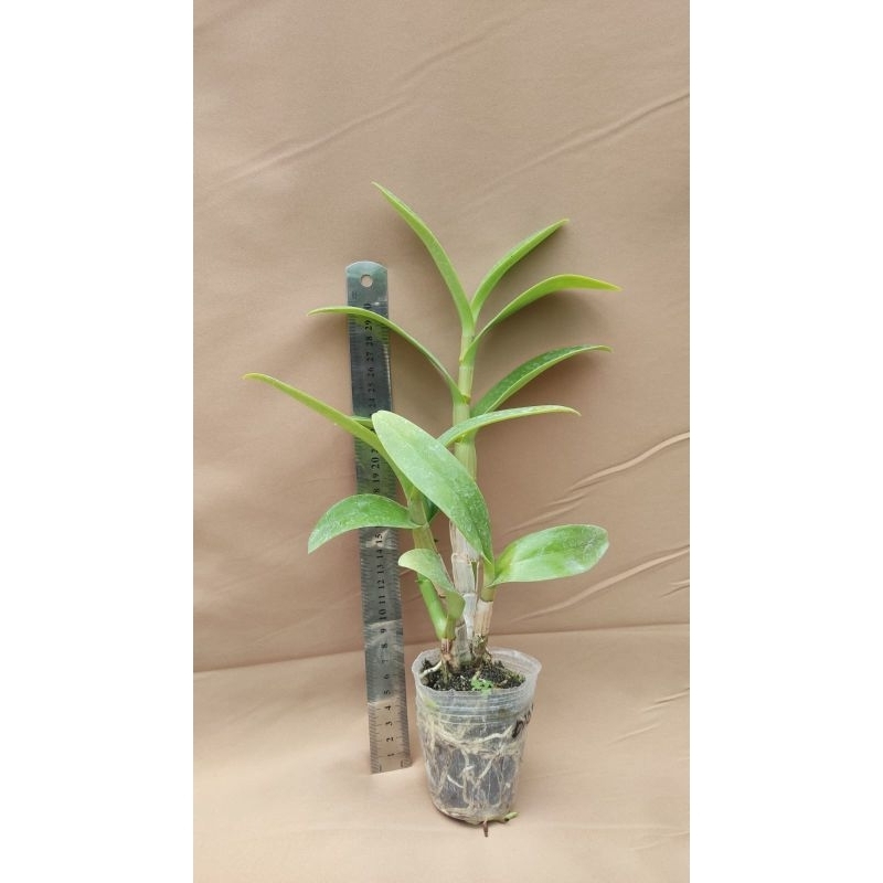 DENDROBIUM | ANGGREK DENDROBIUM KERITING REMAJA (BUNDLING)