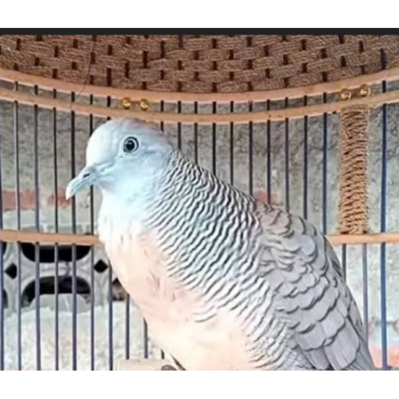 perkutut bangkok gacoran ORI  ring