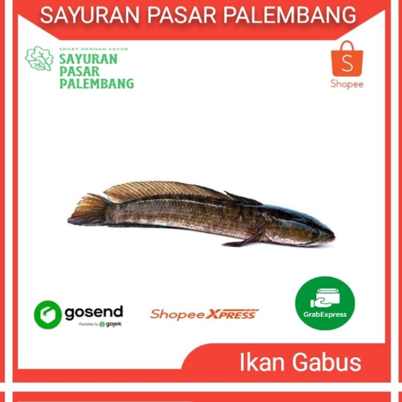 

Ikan Gabus - Sayuran Pasar Palembang