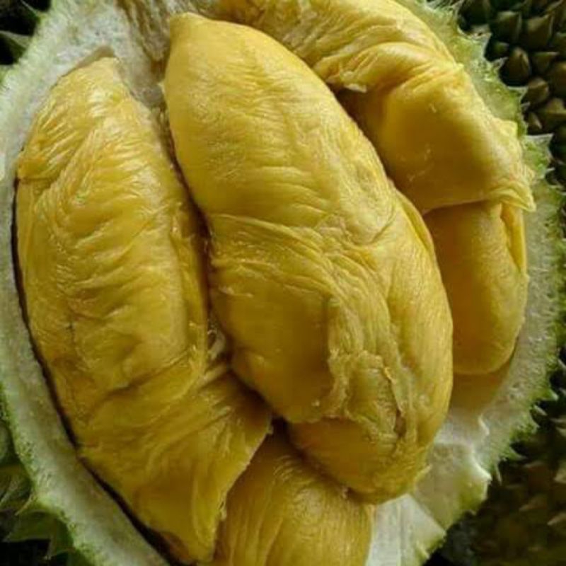 Bibit DURIAN MONTONG (Tinggi 1 Meter)