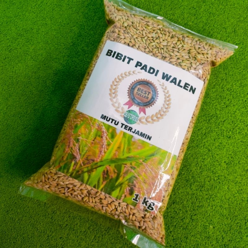 Bibit padi cepat panen / benih padi walen / bibit padi unggul berkualitas per 1 kg