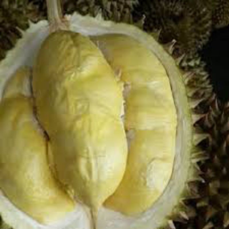 Bibit DURIAN BAWOR (Tinggi 1 Meter)