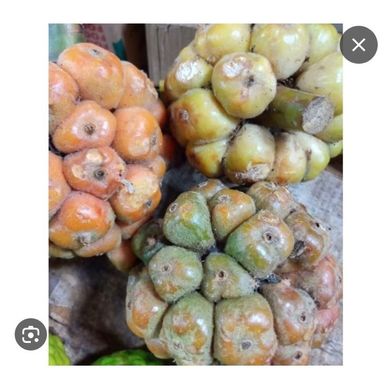 

ASAM CEKALA/ KECOMBRANG (1kg) Sebagai Bumbu ARSIK dan MAKANAN KHAS BATAK