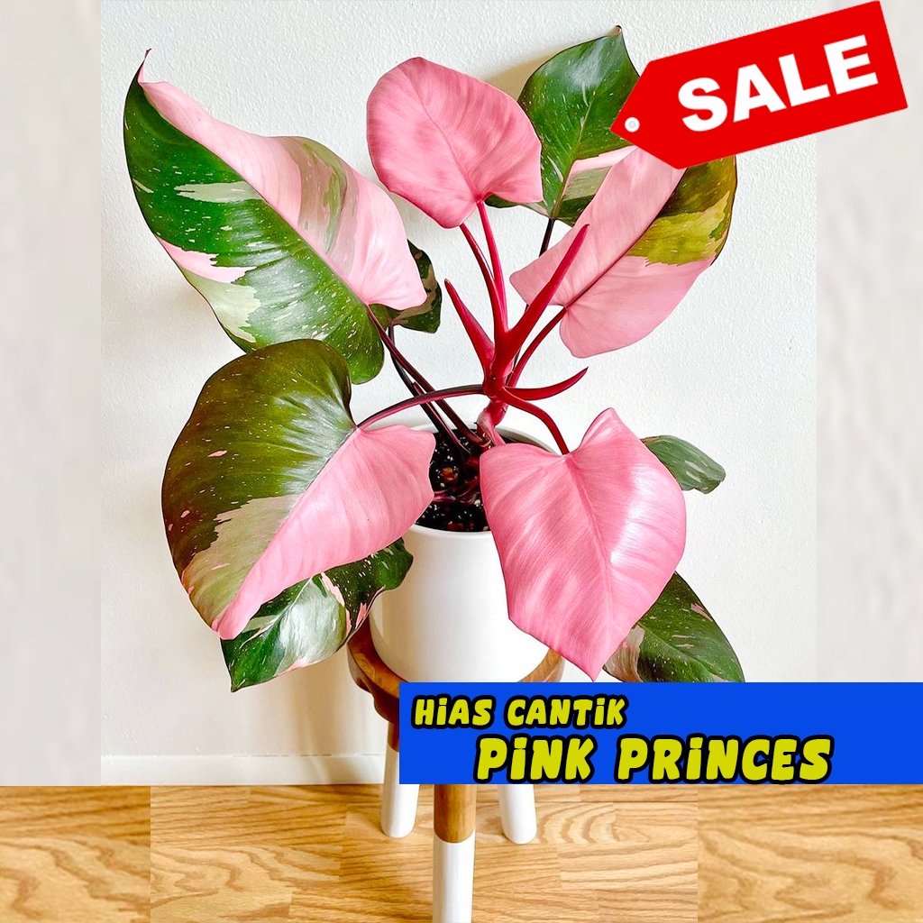 PINK PRINCES pilodendron pink princes