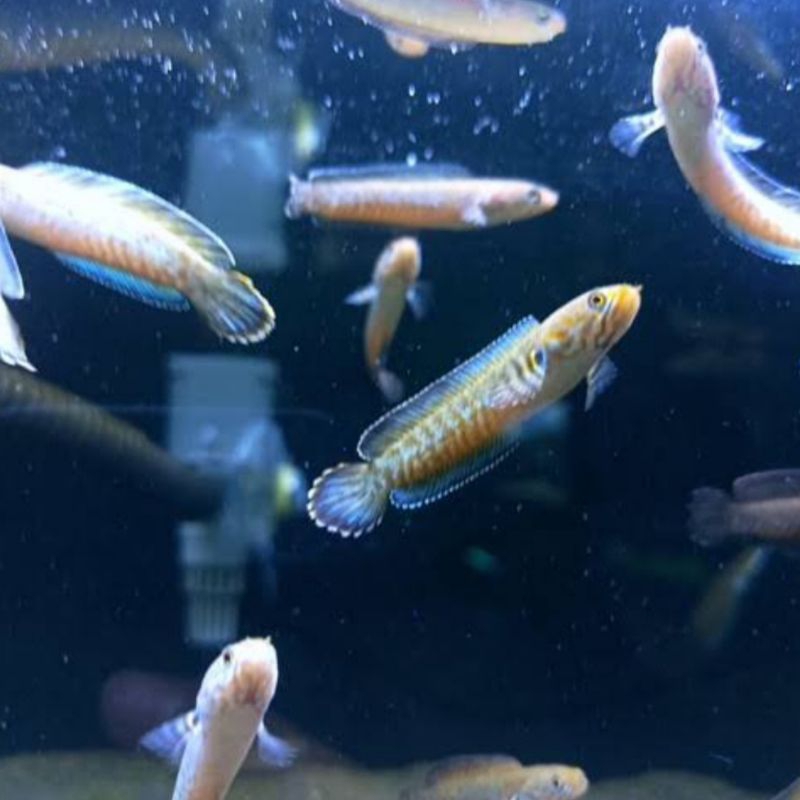 Baby Channa Andrao 3-5cm - Hiasan Aquarium