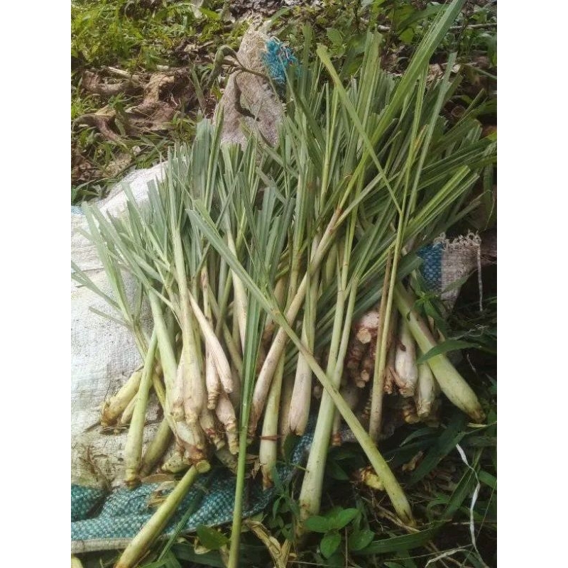 

sereh wangi segar1kg