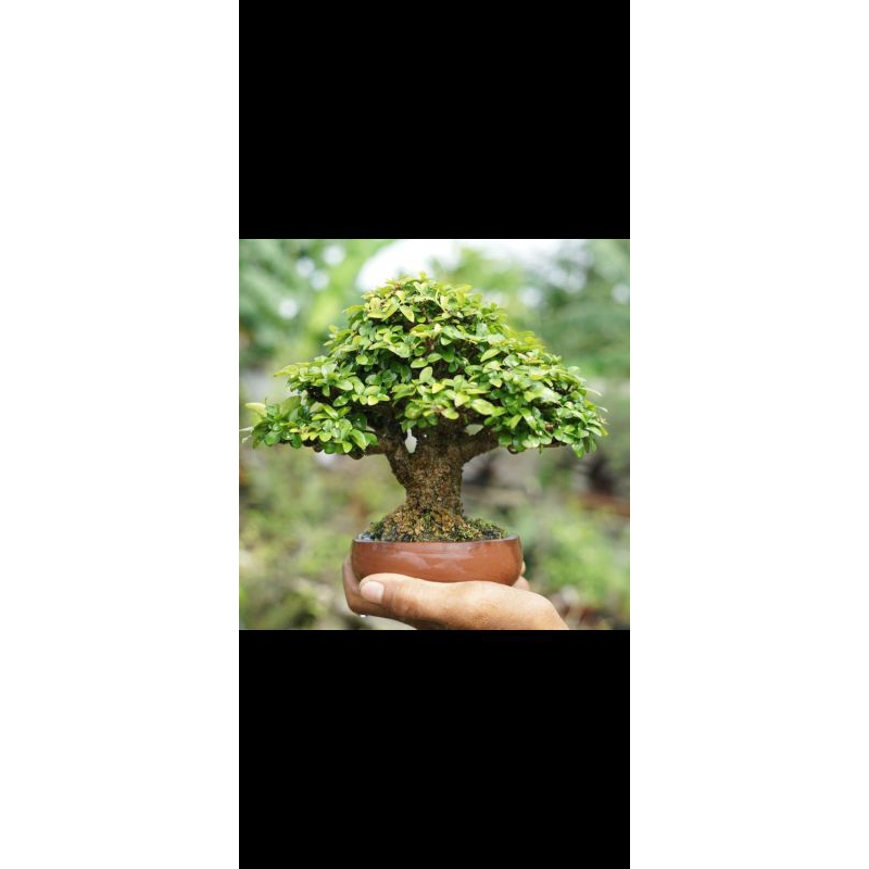 bahan bonsai serut