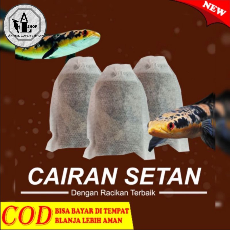 Cairan setan ikan Channa ys maru racikan treatment ikan Chana maru yellow