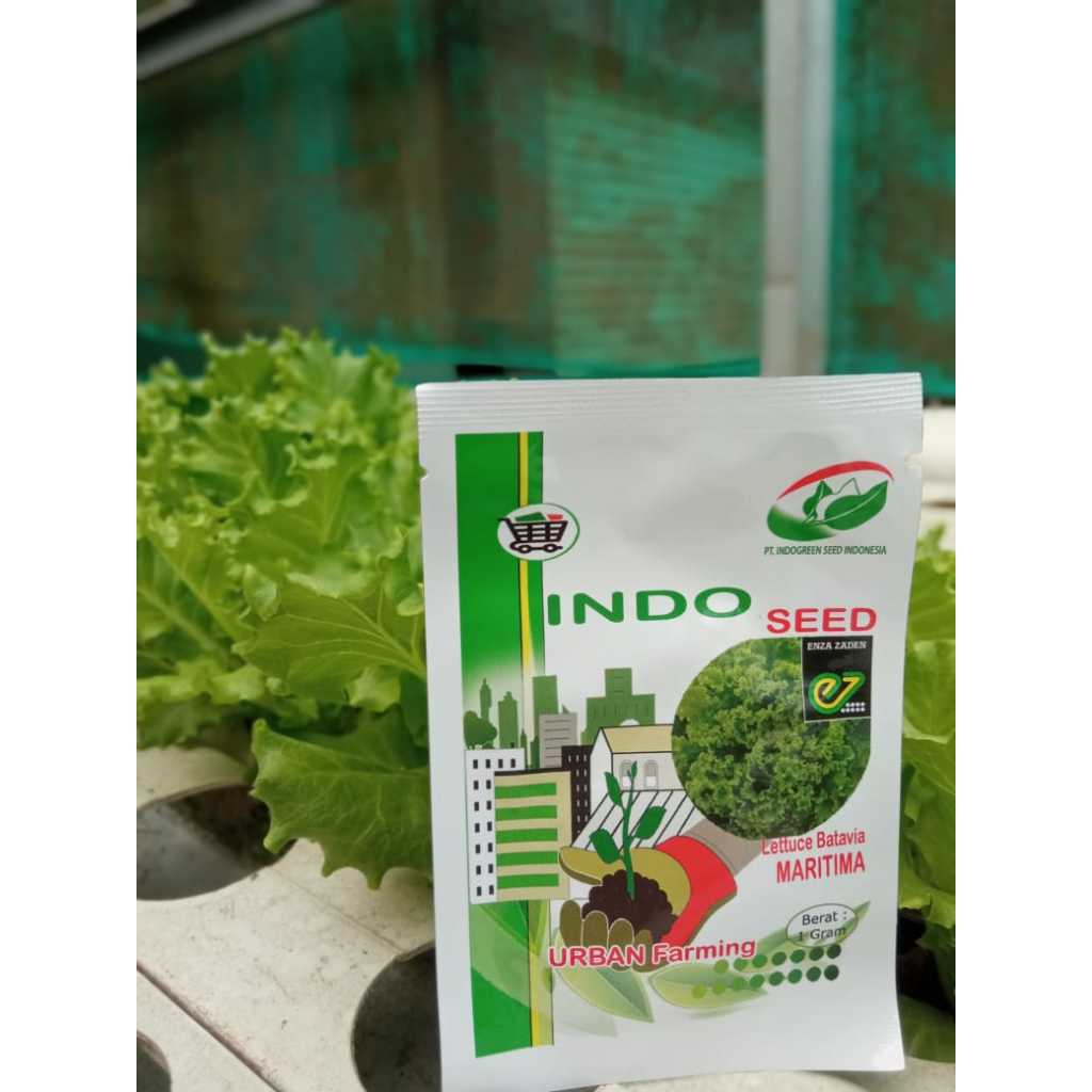 Benih Selada lettuce Batavia Maritima Enza Zaden indo seed 1 gram
