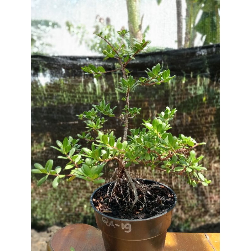 QA-19, SANTIGI KARANG MAWAR, SEMAI BIJI