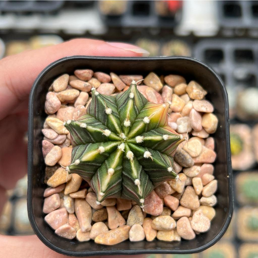 Kaktus Gymnocalycium LB Hybrid Varigata Seedling #2