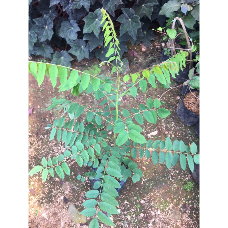 bibit blimbing wuluh sayur | wuluh