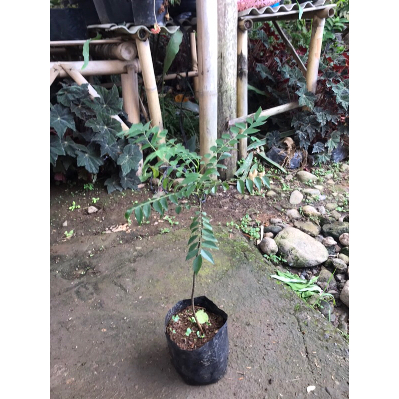 bibit pohon salam koja | salam koja | daun kari
