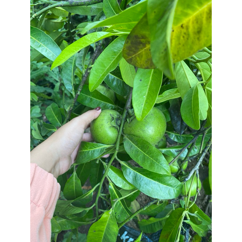 INDUKAN BIBIT BLACK SAPOTE BATANG BESAR TINGGI 1 METER UP (cepat berbuah)