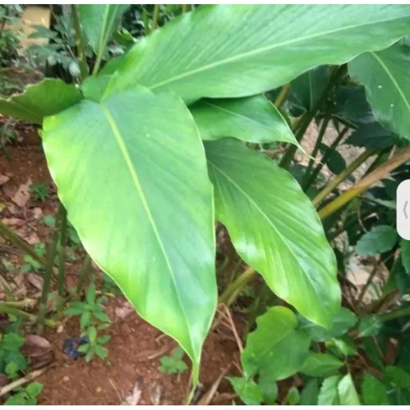 

DAUN KAPULAGA BASAH SEGAR 500GR