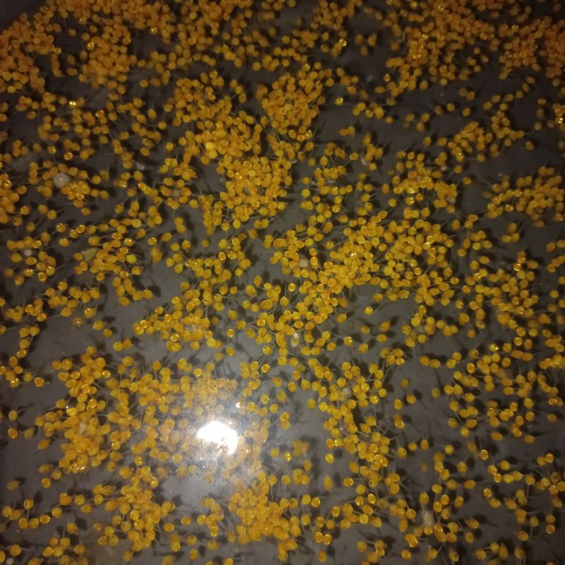 PROMO bibit telur gurame padang PAKET ISI 600-telur gurame padang/soang-telur gurame padang/soang