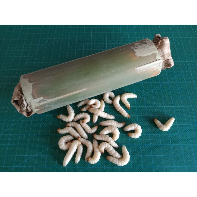 Umpan Ulat Bambu / Ulat Bumbung Isi 20, 25, 30, 35, 40, 45, 50