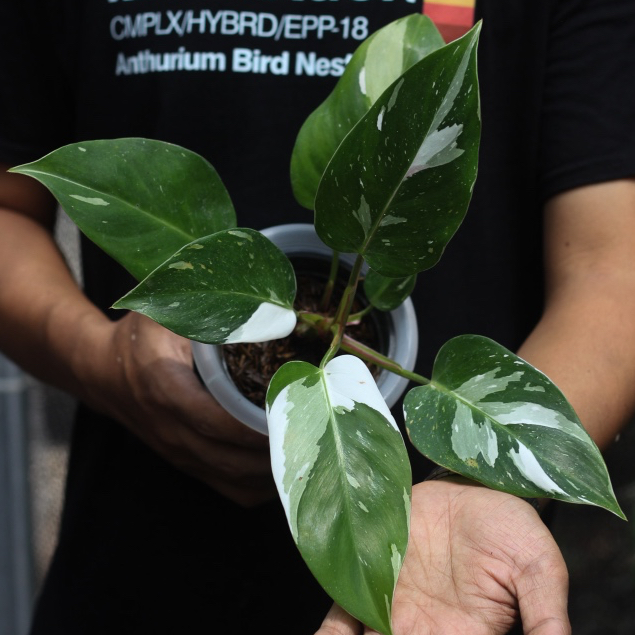 Philodendron White Princess