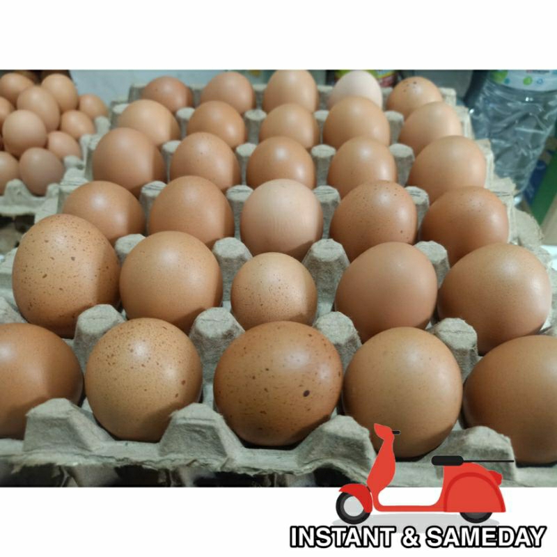 

TELUR AYAM NEGERI HARGA PER KILO - TELUR AYAM NEGERI 1KG