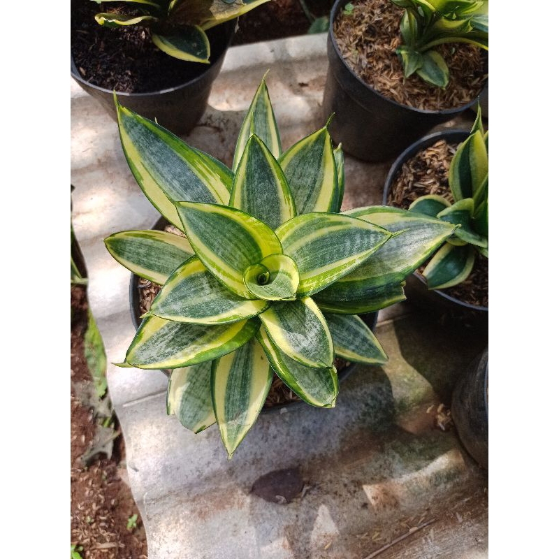 sansivera golden honey