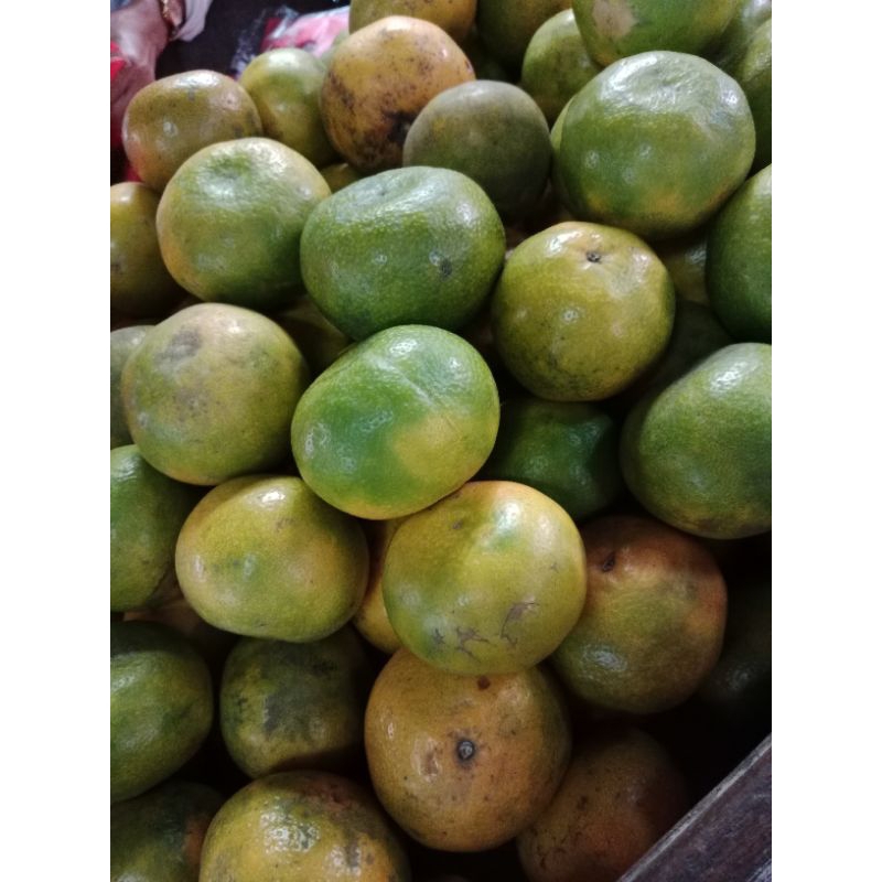 

Jeruk medan 1kilo