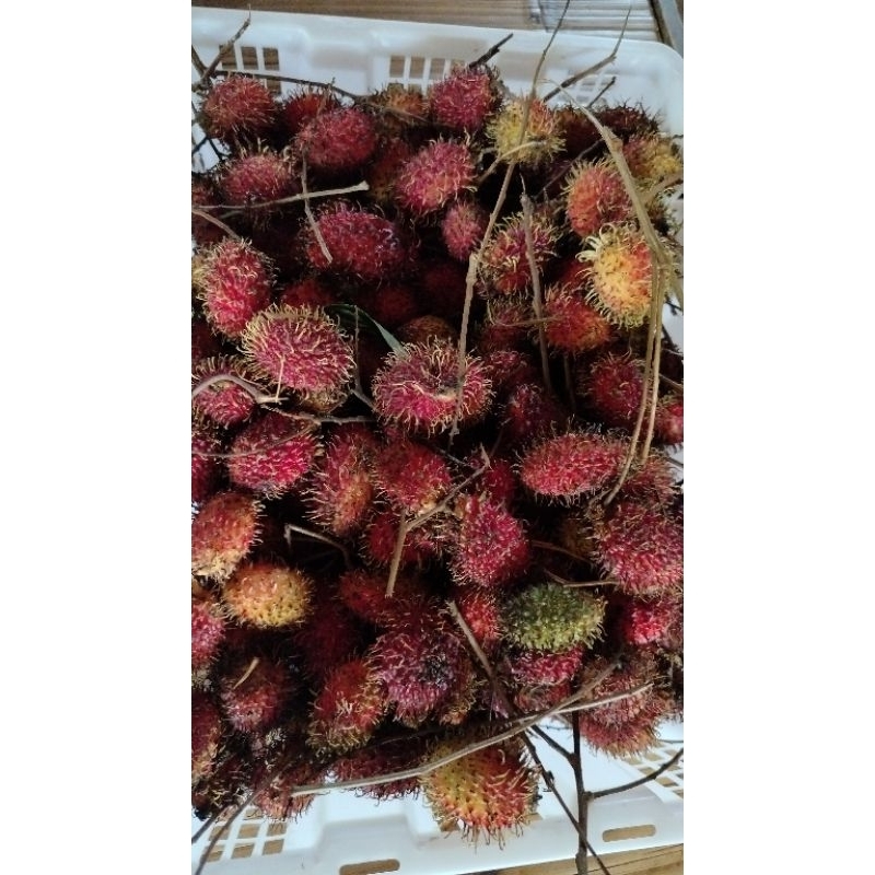 

Buah Segar Rambutan Madu