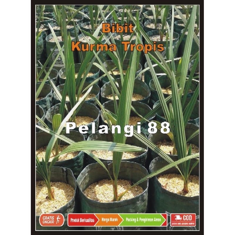 Bibit Kurma Tropis , Benih Kurma , Bibit Kurma , Bibit Pohon Kurma , Bibit Tanaman Kurma