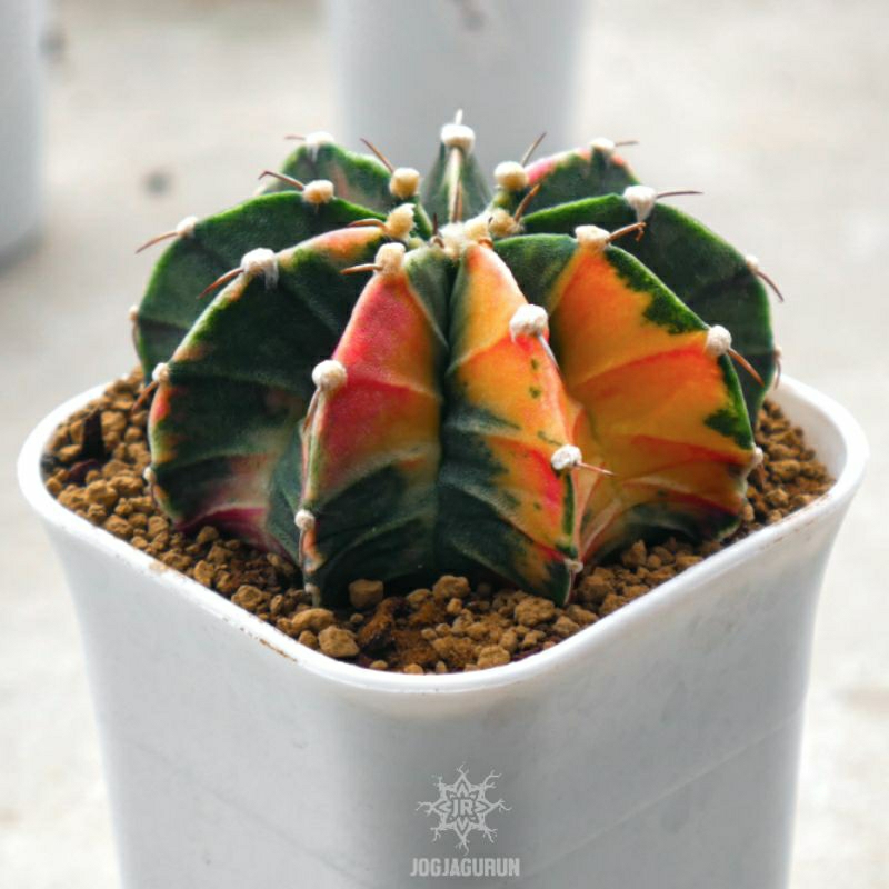 Indukan Kaktus LB Varigata Single Spine