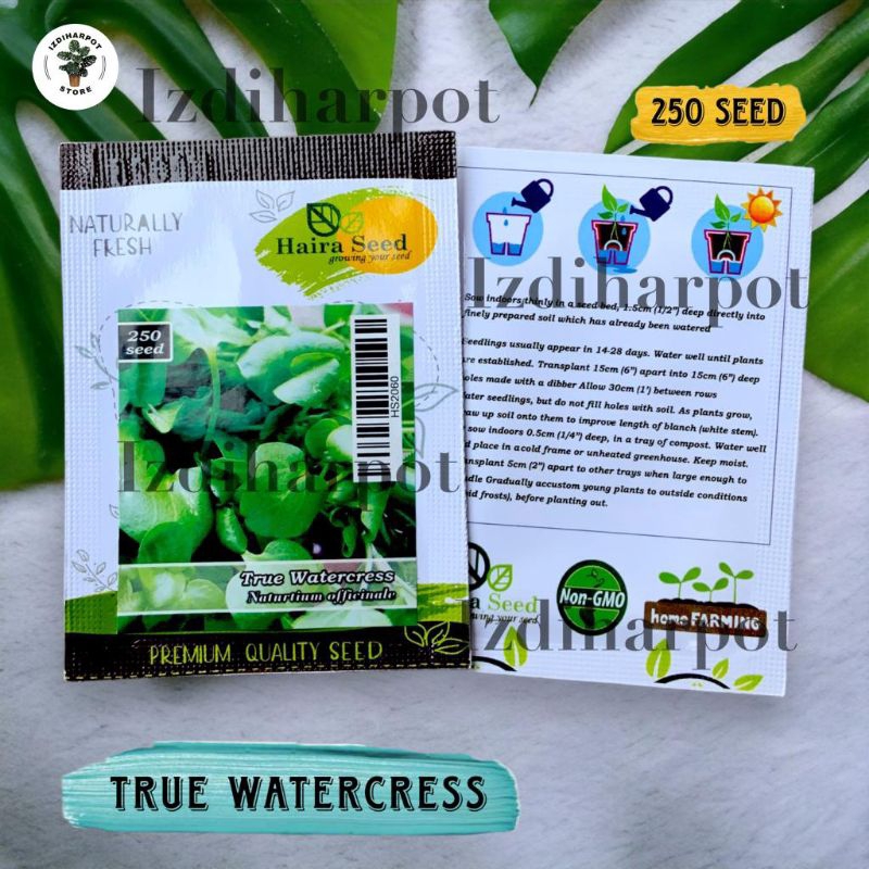 Benih Bibit Selada Air True Watercress Haira Seed - SELADA AIR TRUE WATERCRESS