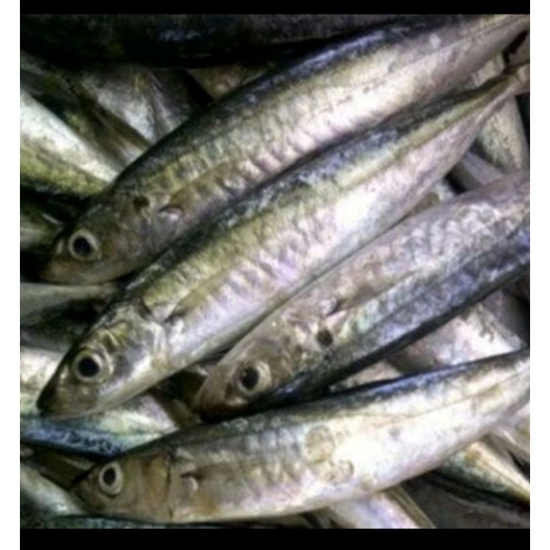 

Kembung Layang KECIL/DENCIS