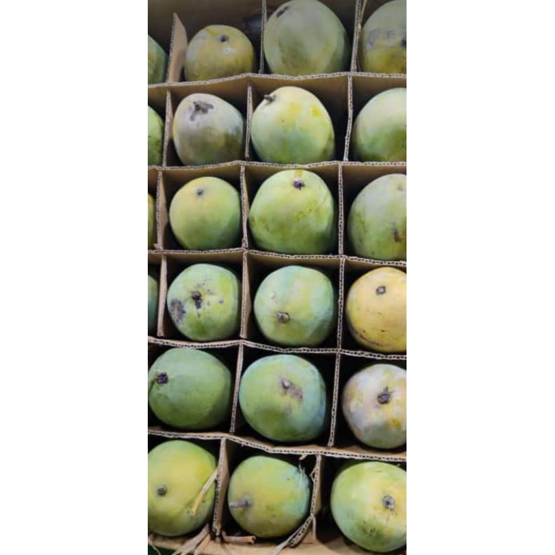 

mangga harum manis Cherry fresh