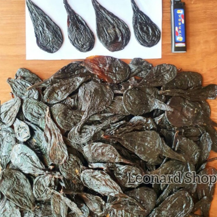 

TIPE BEK864 Empedu Ular Piton / Sanca 100% Asli Besar Kering / Bukan Cobra Obat Herbal Kesehatan Kulit , Menyembuhkan Jerawat , Menurunkan
