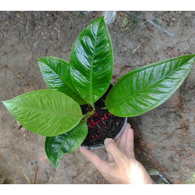 Tanaman Hias Anthurium Levis / Anthurium Oxycarpum / Antorium Levis