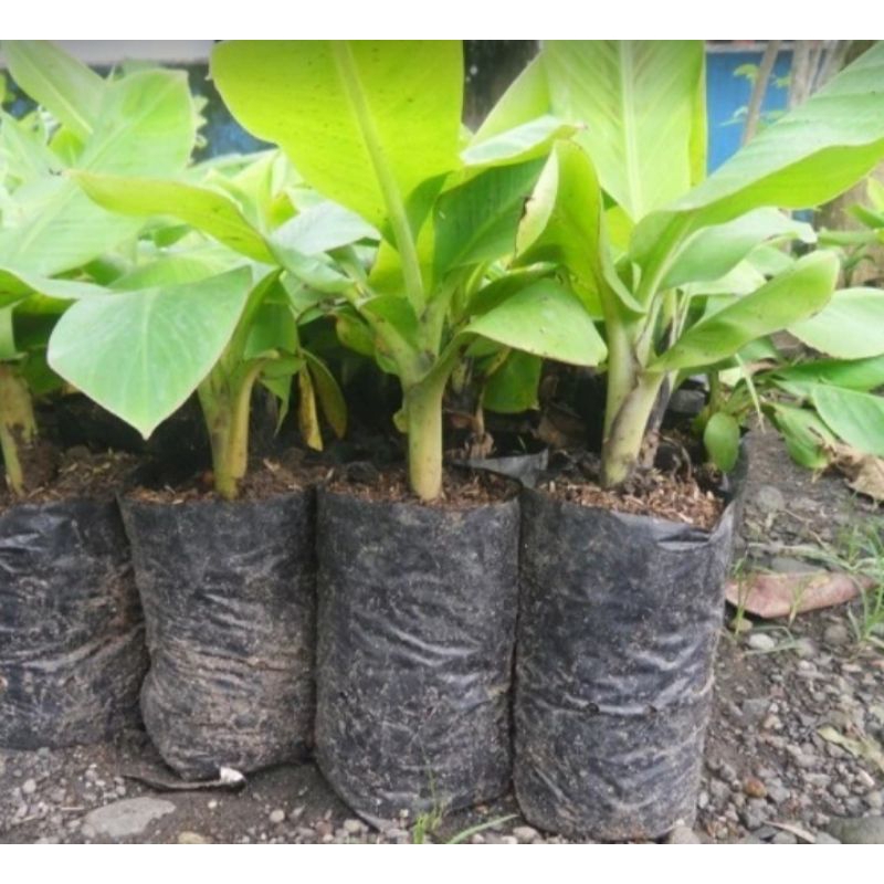 bibit pisang ambon kuning