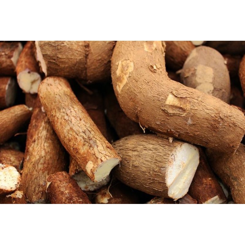 

Singkong Segar Fresh Pulen