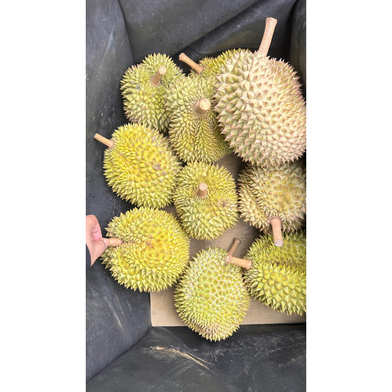 

(uk. MINI) DURIAN LOKAL PREMIUM