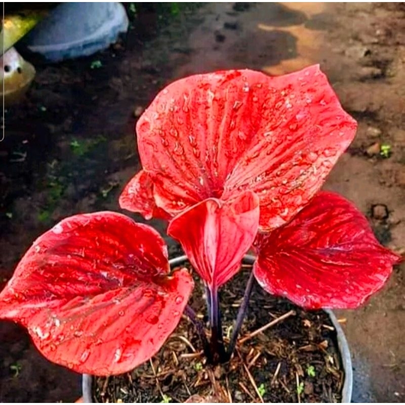 Caladium Nagoya Keladi Hias Nagoya Tanaman Hias Keladi Murah Meriah / Keladi Merah Bunga Hidup Tanam