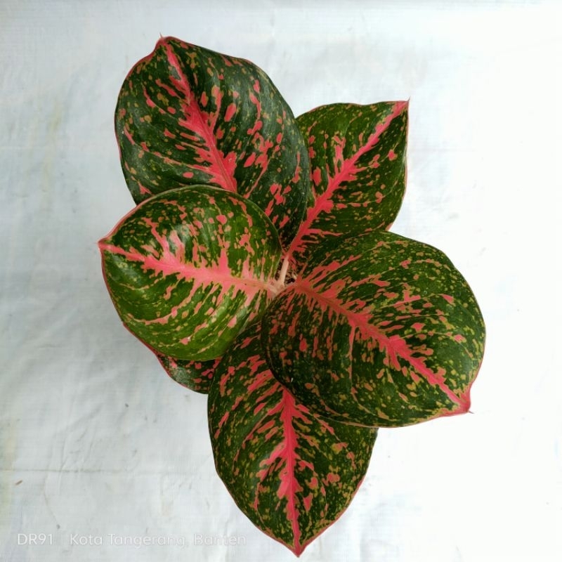 tanaman hias aglonema wulandari black