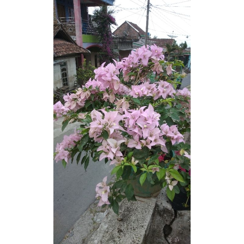 bougenville BANGKOK UNGU