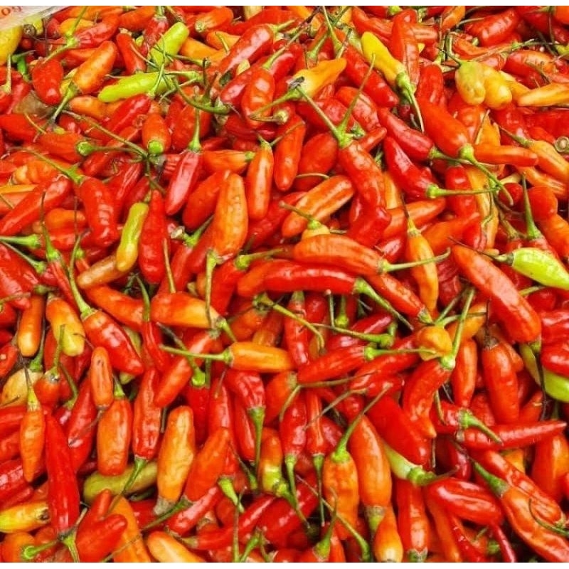 300++ Biji Benih Cabai Rawit Pedas/ Benih Cabe rawit Setan F1 Super Pedas