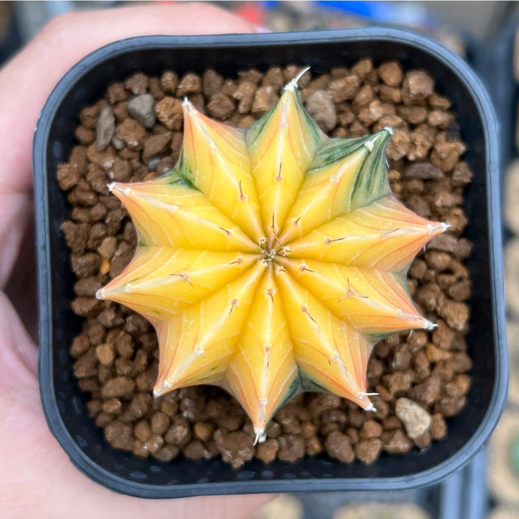 Kaktus Gymnocalycium LB Hybrid Varigata Seedling #8