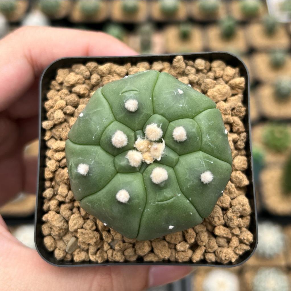 Kaktus Astrophytum Kikko Turtle | Astro Kikko #12