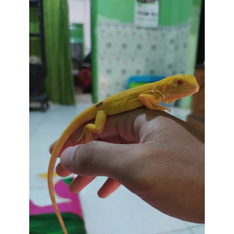 Albino iguana baby
