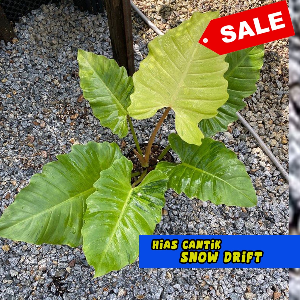 snowdrift | philodendron