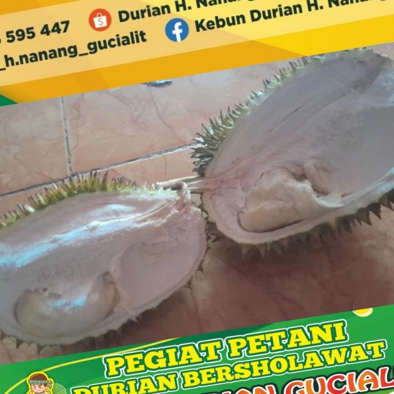

Durian Lancup